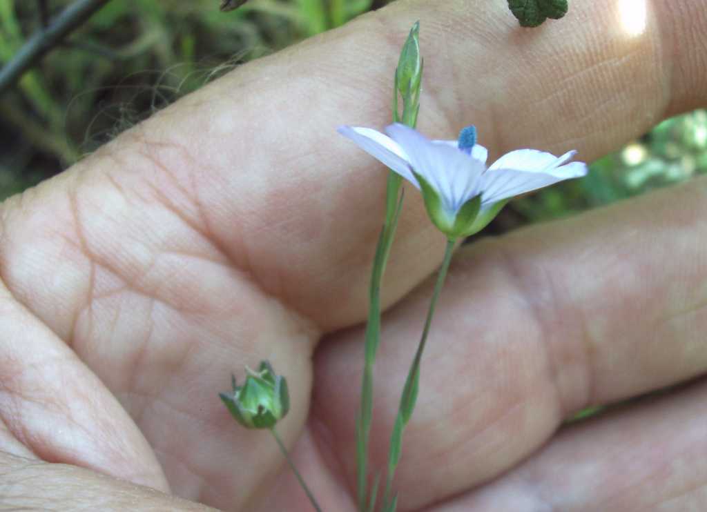 Linum bienne